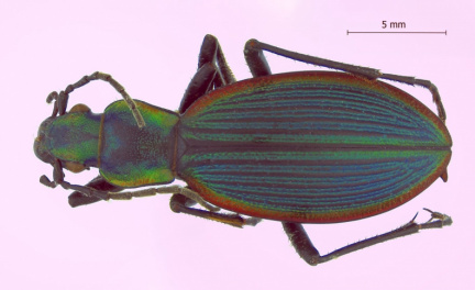 Ceroglossus latemarginatus