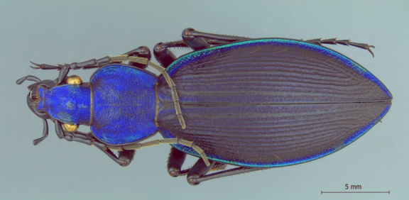 Ceroglossus seladonicus