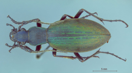 Ceroglossus peladosus