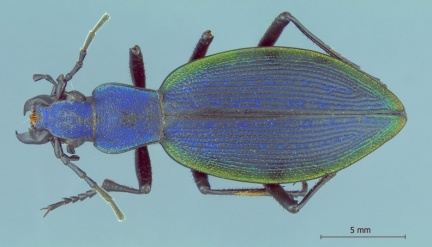 Ceroglossus subnitens