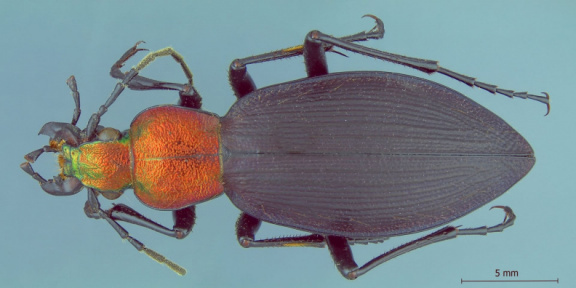 Ceroglossus villaricensis