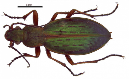 Ceroglossus suturalis