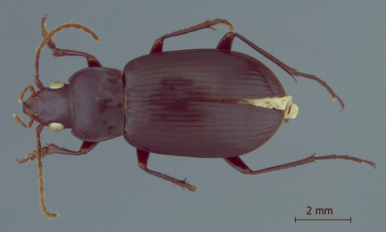 Antarctonomus complanatus