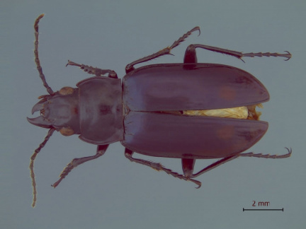Migadopidius bimaculatus