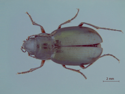 Migadops latus