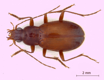 Monolobus testaceus