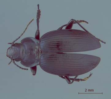 Pseudomigadops darwini