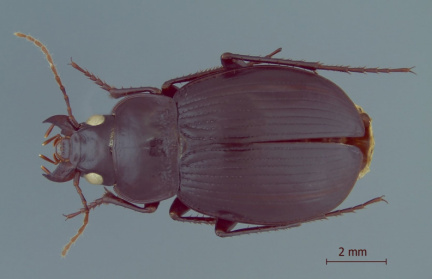 Rhytidognathus platensis
